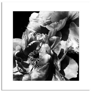 photographie noir et blanc pivoine fleur botanique jardin décoration murale affiche art print