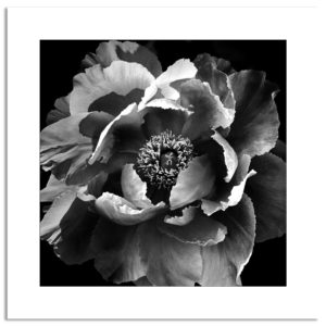 photographie noir et blanc pivoine fleur botanique jardin décoration murale affiche art print